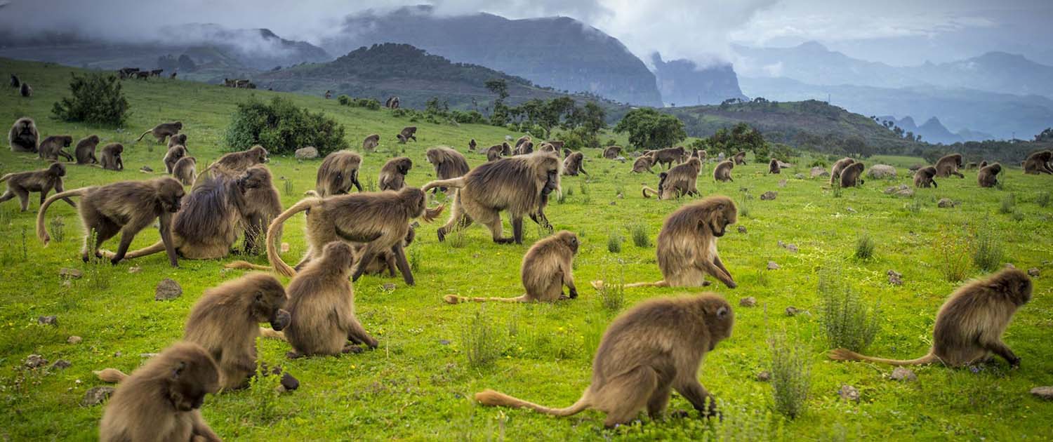 تأشيرة اثيوبيا